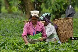 Tea Estate workers 