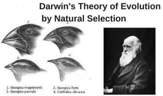 darwins theory